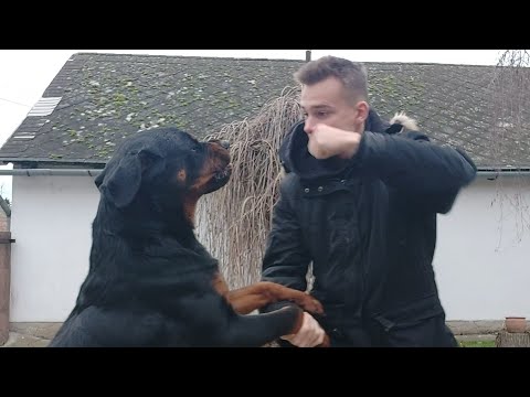 Videó: Hogyan Néz Ki Egy Rottweiler