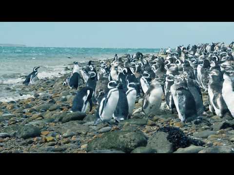 Vídeo: A Morte Em Massa De Pinguins - Visão Alternativa