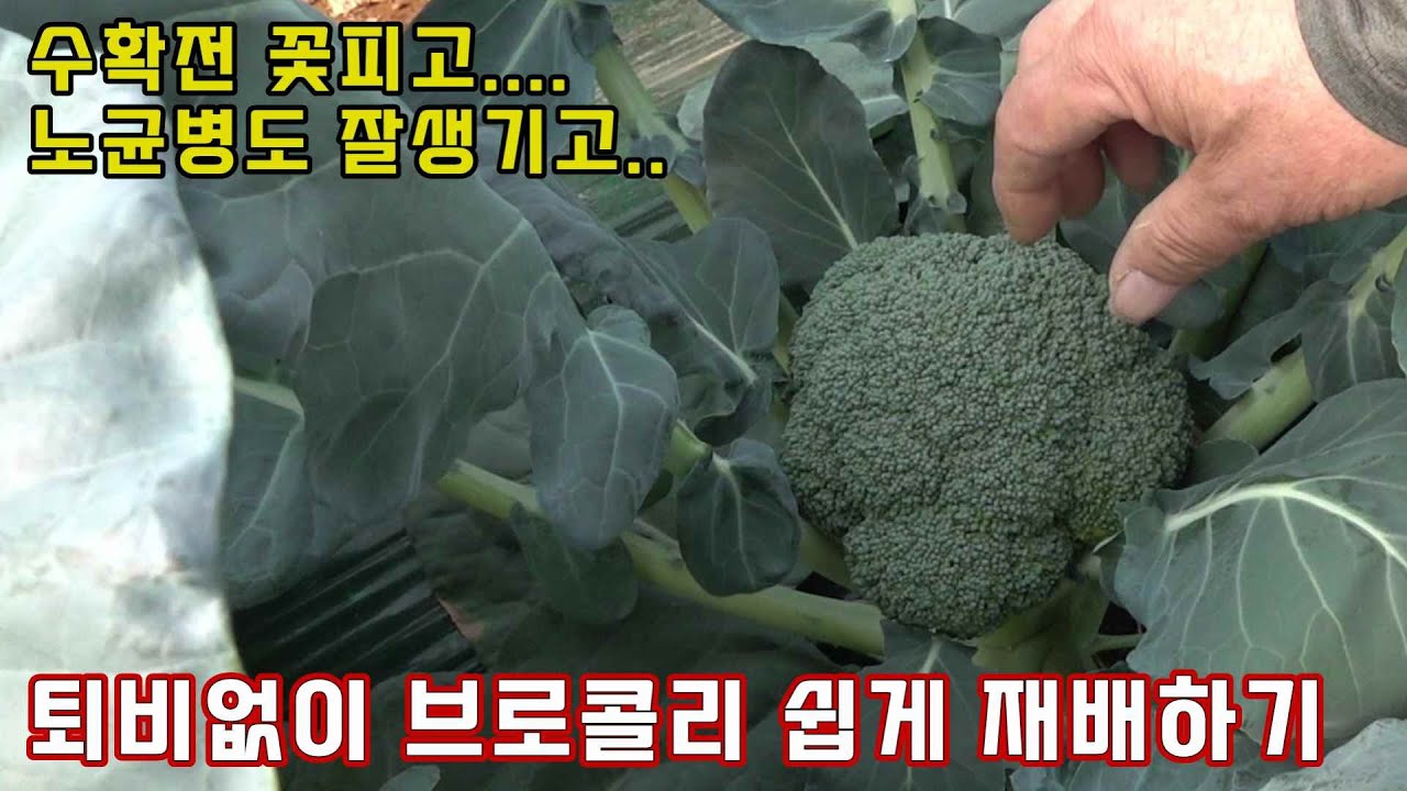 퇴비없이 브로콜리 쉽게 재배하기