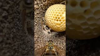 Desert Honeybee 🐝 POV: Tiny Camera Reveals a Massive Hidden Underground Colon #shorts