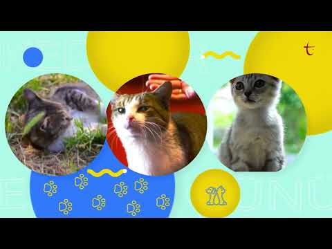 GURME KEDİ, MARKET KEDİSİ, PRENSES KEDİ | 17 ŞUBAT DÜNYA KEDİLER GÜNÜ