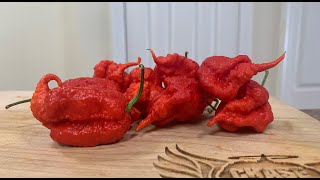 8 of the HOTTEST PEPPERS ON EARTH! These Primotaliis were grown by Eric Scornavacco! SAVAGE!