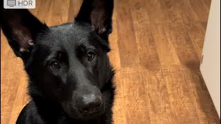 EVICTED because of my German shepherd!!! #shorts #gsd by Zeus Howard 9,695 views 4 months ago 2 minutes, 19 seconds