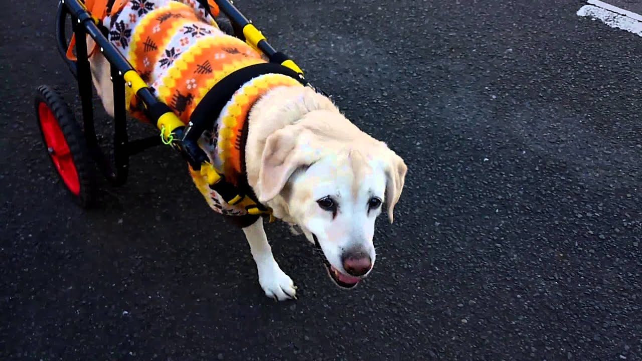 Labrador Retriever "Lara" Walking with the wheelchair for dogs YouTube