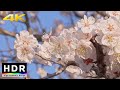 【4K HDR】Spring in Tokyo - Yushima Tenjin Shrine Ume Blossoms