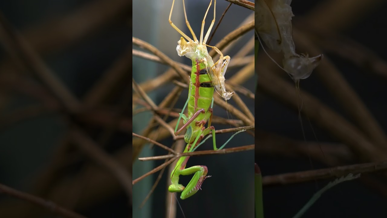 Giant Rainforest Mantis sheds its exoskeleton 