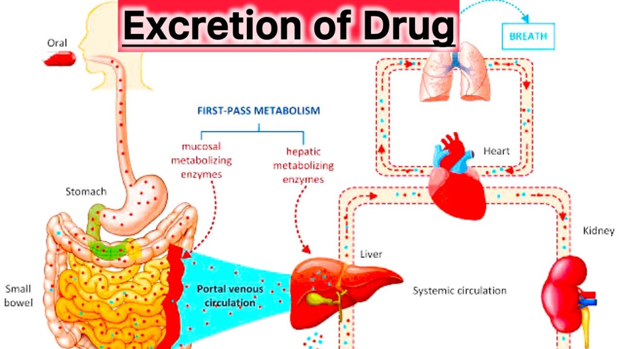 Excretion of drug - YouTube