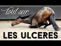 Les ulcères : causes, traitements, bons plans & conseils ! 🐴