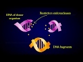 The Events Of Recombinant DNA Technology