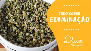 Como germinar e consumir germinados? | Drica na Cozinha