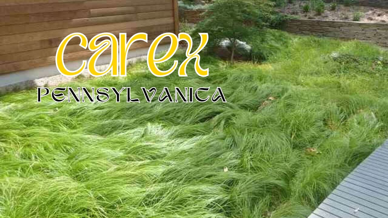 Carex pennsylvanica - TN Nursery