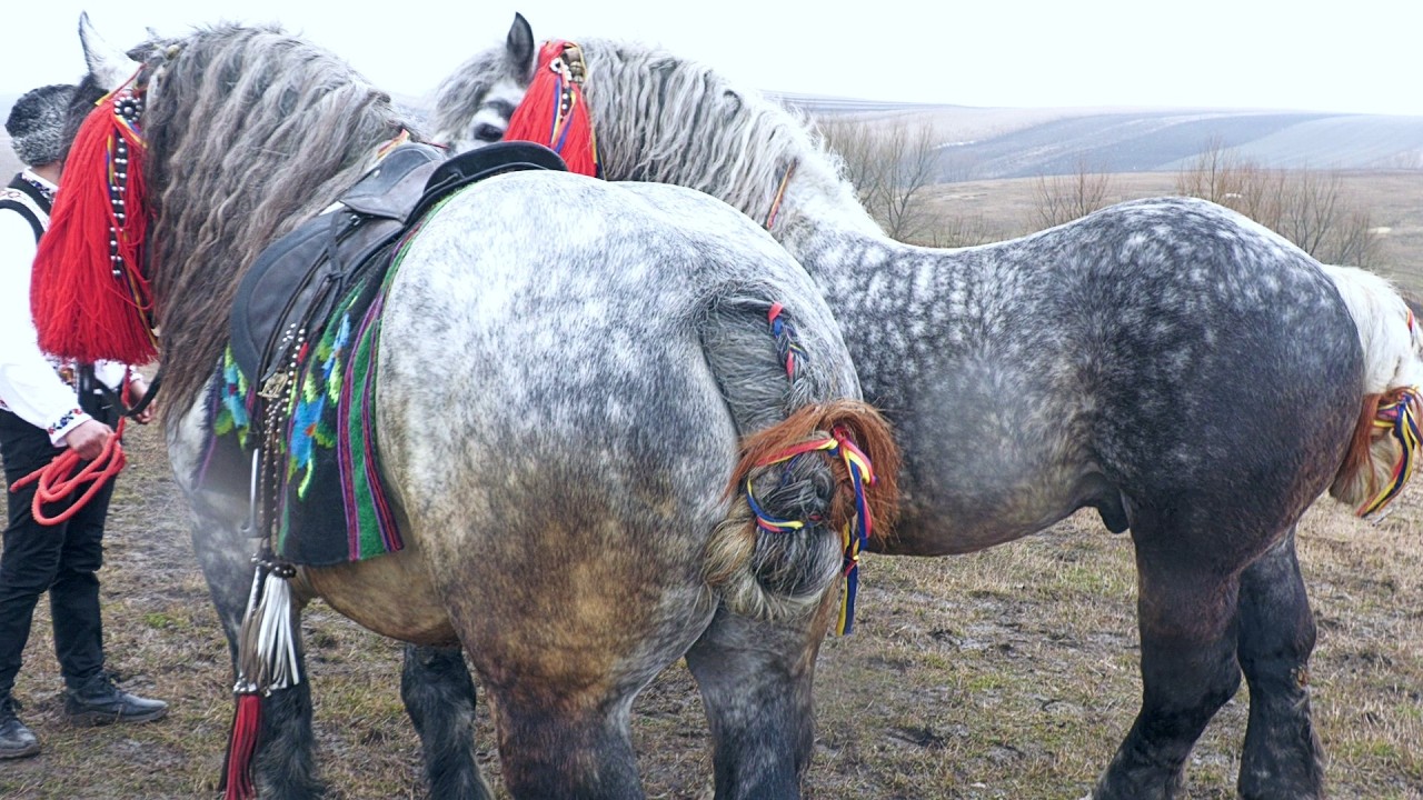 Târg expozițional de cai Trei Movile-Bucovina 15 Februarie 2026 ep.2