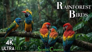 Tropical Rainforest Birds | Life Of Birds In Jungle | Scenic Cinema With Birds & Forest Sounds