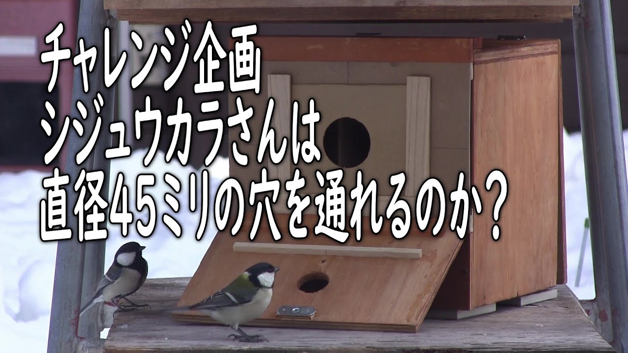 チャレンジ企画シジュウカラさんは直径45ミリの穴を通れるのか