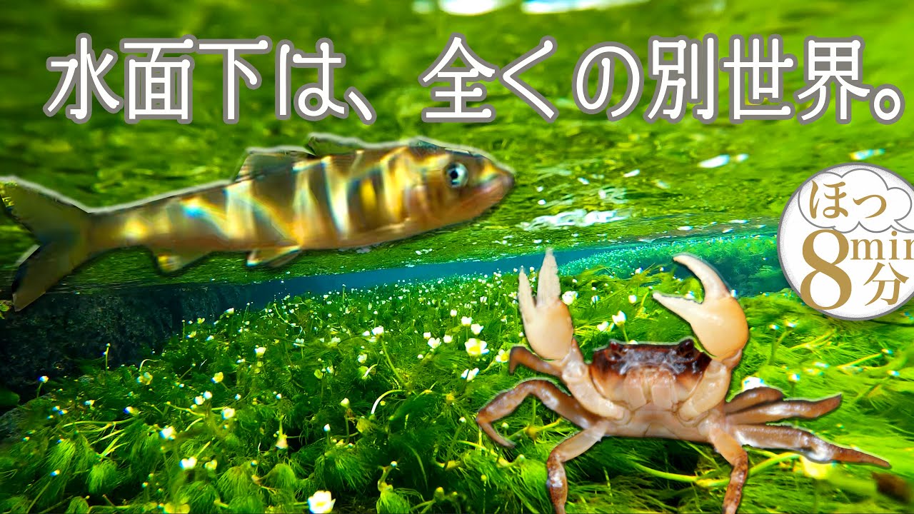 【 梅花藻 醒ヶ井 水中撮影 】underwater video ,Maibara,Shiga-Ken. Japan