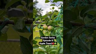 Everything I’ve Learned For Healthier Apple Trees & Bigger Harvests Garden Series Ep. 8 🍎 #garden