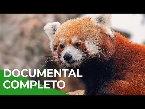 Shuklaphanta, la Vida Salvaje de Nepal | Free Documentary Nature - Español documentary thumbnail