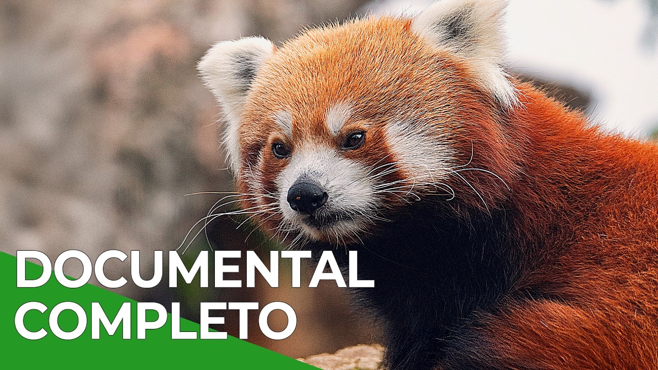 Shuklaphanta, la Vida Salvaje de Nepal | Free Documentary Nature - Español