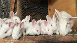 Secrets to Successful Rabbit Weaning: Preventing Tragic Losses