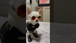 Prensesler Gibiydim Ben Baba Evindekomik Köpek 😁😁