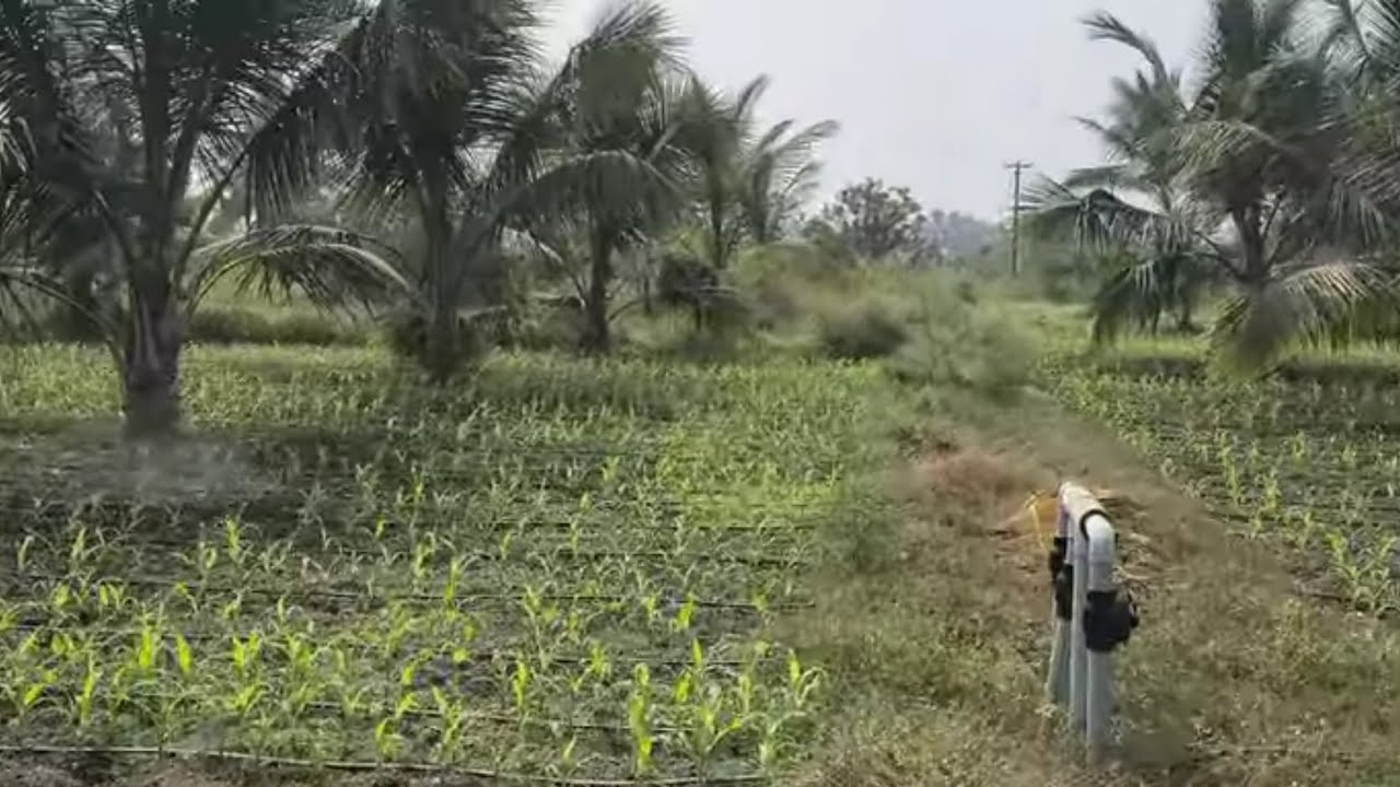 ஈரோடு (மா)  சத்தி. (வ) கொடிவேரி அருகில் 12.80 ஏக்கர் தெ. தோப்பு விற்பனை 9585376767#realeastate #agri