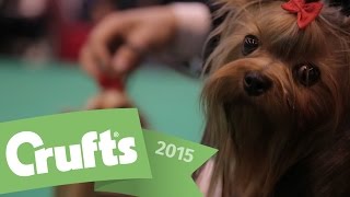 Best of Breed  Yorkshire Terrier and winner's interview | Crufts 2015