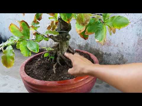 Sử lý lại