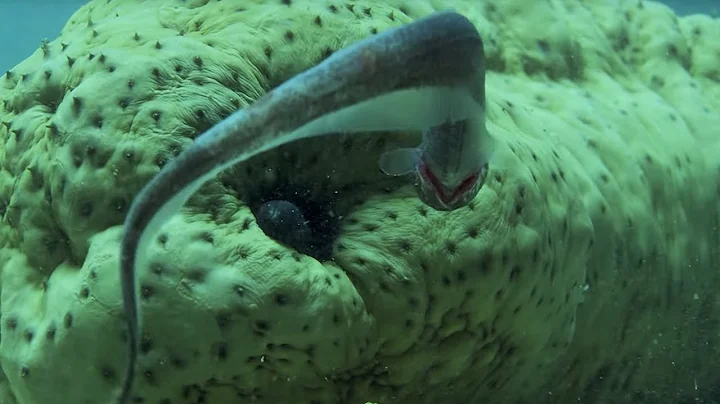 Pearlfish's Gross Hiding Spot | BBC Earth - DayDayNews