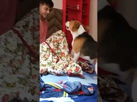 Video: Beagles sunt cu piept cu butoi?