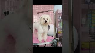 2024 Chó Phốc Sóc Mini 😍 Funny and Cute Pomeranian 😺🐶 | cute animals41.12