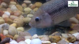 Tilapia breeding as told by Flosell Tilapia Breeding Update Mozambique