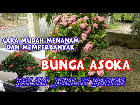 Video: Berapa tinggi ixora tumbuh?