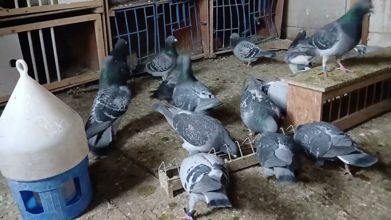 Masa de seara nebunie mare