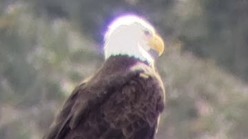 Spotter scope of Eddie the Eagle, West Linn Oregon