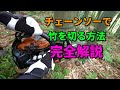 チェーンソーを使って竹を切る方法を解説 密度の高い竹林編