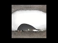 A short clip from Badgered by Sharon Colman | Oscar® Nominated Short Film 2005 #shorts