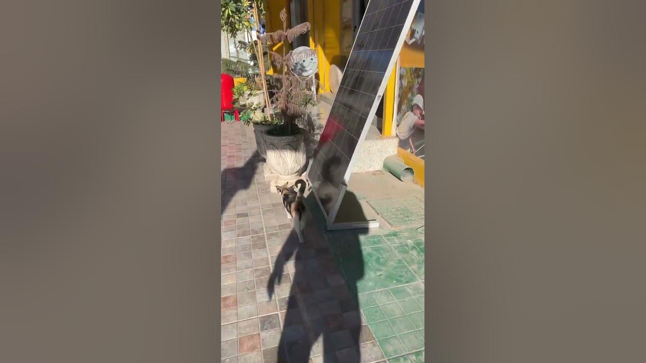 A Cat Show Me His Baby little shopping YouTube a-cat-show-me-his-baby-little-shopping-youtube