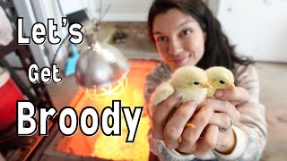 Easy Brooder Set Up | What the Heck is Pasty Butt?!