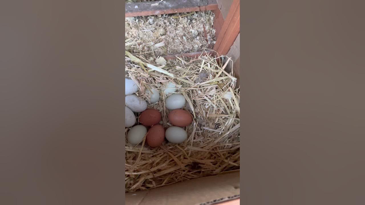 Locked up my chickens and ducks ducks at night in their coop 👌🏽😊💕🐓🦆