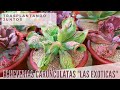 Trasplantando Echeverias carunculatas - Todo lo que debes saber sobre ellas