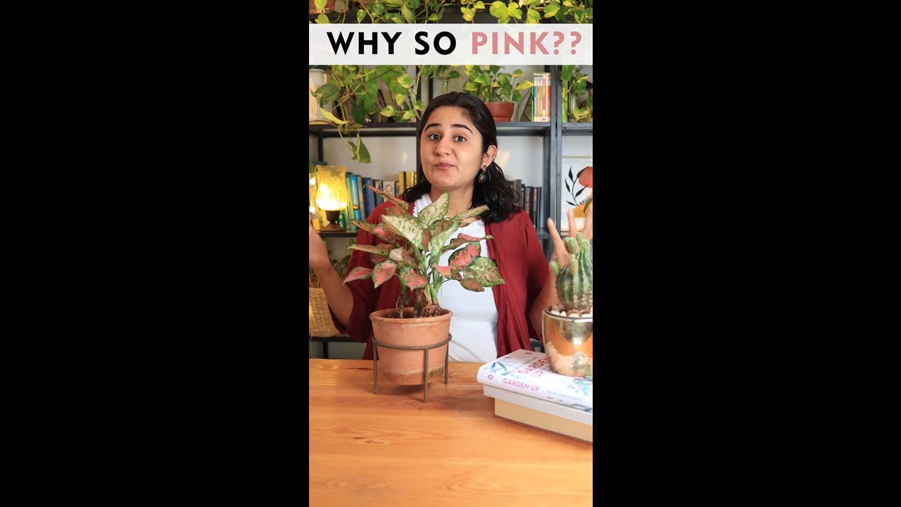 Why these plants are NOT Green? YouTube