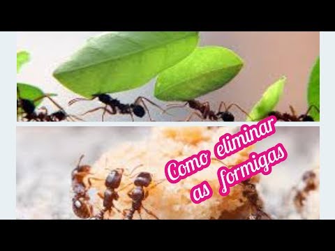 Vídeo: Vinagre pode matar formigas?