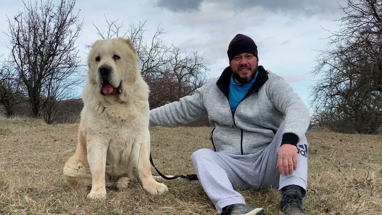 Grom un Ciobanesc de Asia Centrala