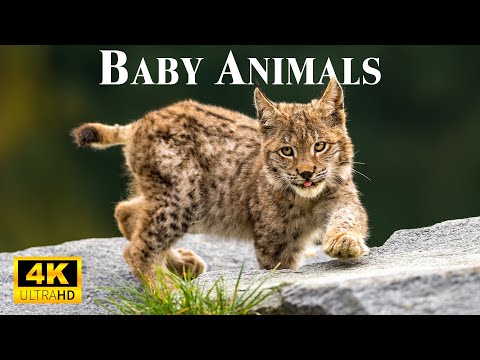Top Lovely and Colorful Young Animals With Relaxing Music, Healing Music, Baby Animals
