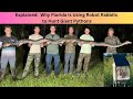 Why Florida Is Using Robot Rabbits to Hunt Giant Pythons   Made with Clipchamp