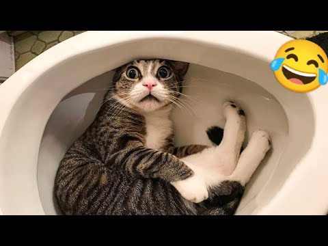 Funny Cat And dogs Videos Most Funniest Animal | Try not to Laughing