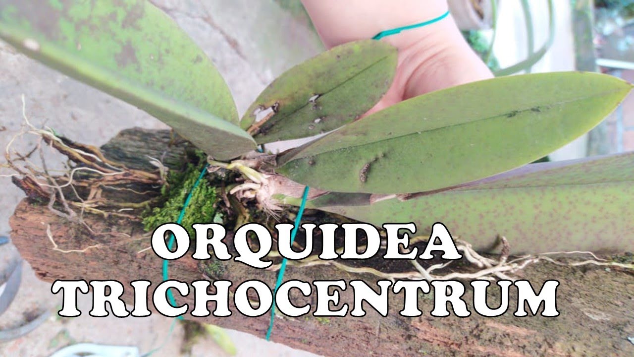 Orquidea Trichocentrum / Rescate