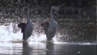 Danza sobre el agua Los somormujos lavancos