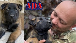 Meet Ada The Malinois Puppy With Unique Eyes. A Touching Reunion 1.5 Years Later
