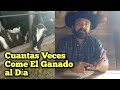 Cuantas Veces COME el Ganado al Día y cuánto Come (Vídeo Mejorado)